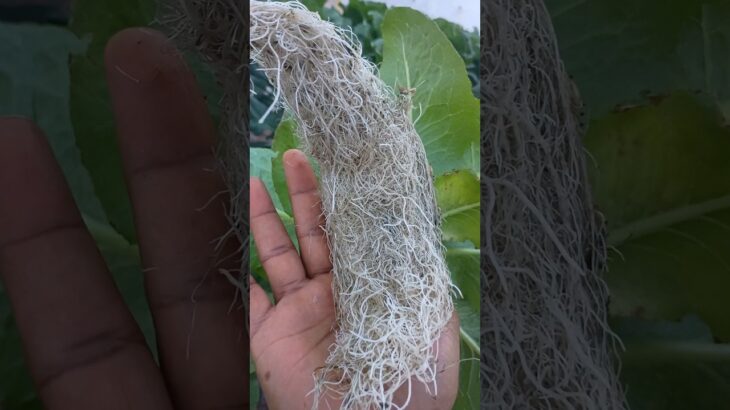 “¡Casi lista para la mesa! 🥬 El resultado final de mi NFT” hidroponia en casa