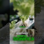 Cómo hacer un NFT casero para lechuga infinita #tutorial