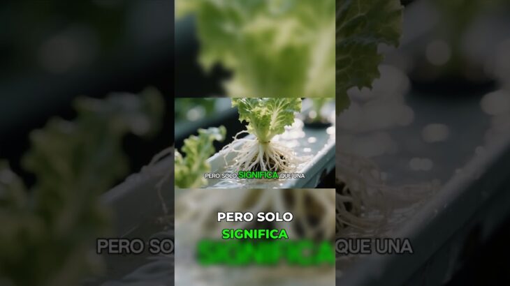 Cómo hacer un NFT casero para lechuga infinita #tutorial