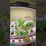 DIY Nutrient Film Technique (NFT) Hydroponics Update! 🛠️🌿 #shorts