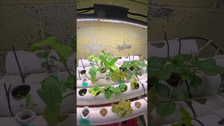 DIY Nutrient Film Technique (NFT) Hydroponics Update! 🛠️🌿 #shorts