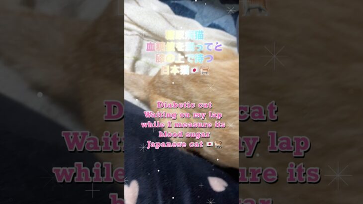 糖尿病猫血糖値測測ってと膝の上で待つ🇯🇵🐈Diabetic catWaiting on my lap while I measure its blood sugarJapanese cat
