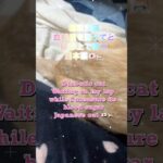 糖尿病猫血糖値測測ってと膝の上で待つ🇯🇵🐈Diabetic catWaiting on my lap while I measure its blood sugarJapanese cat