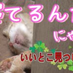 ボロ・白闘病⑤　ボロ(糖尿病)と白(FIP)のその後・・・