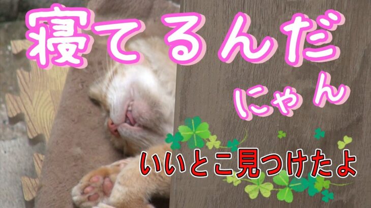 ボロ・白闘病⑤　ボロ(糖尿病)と白(FIP)のその後・・・