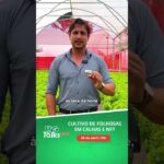 HG Talks: Cultivo de folhosas em calha e NFT – Não perca dia 29 de abril!