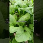 Hasil Sistem WICK & NFT!! #hidroponikwick #sistemwick #hidroponiksederhana #panensayuran