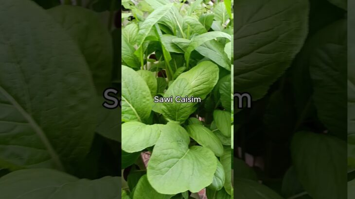 Hasil Sistem WICK & NFT!! #hidroponikwick #sistemwick #hidroponiksederhana #panensayuran