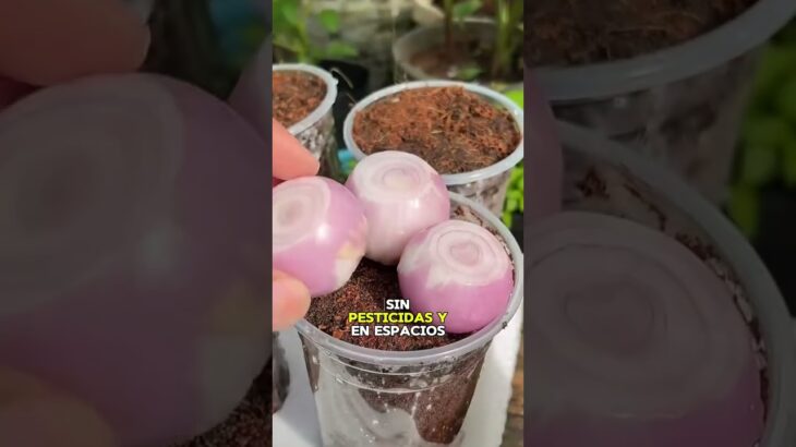 #Hidroponía #CultivoSinTierra #HidroponiaEnCasa #SistemaHidroponico #NFT