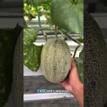 Menanam melon pakai sistem NFT #melonpremium #petanimelon #melon