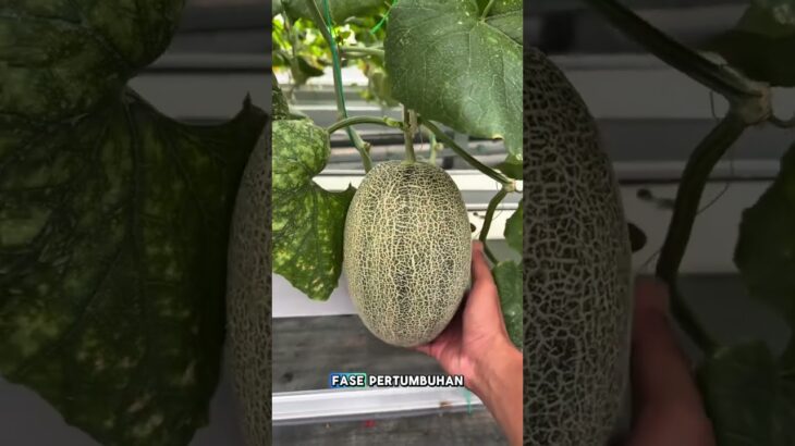 Menanam melon pakai sistem NFT #melonpremium #petanimelon #melon