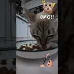 糖尿病猫咪 Mimi 的大餐时间！🐟 | Diabetic Mimi’s Big Feast! 🐱 | Jam Makan Mimi Kucing Diabetes! 🐾