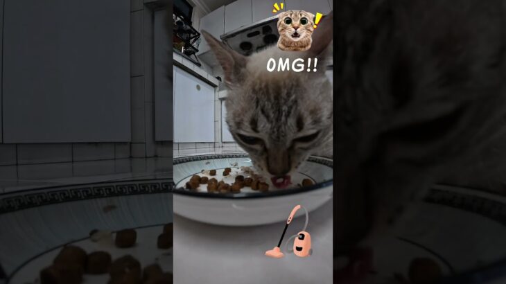 糖尿病猫咪 Mimi 的大餐时间！🐟 | Diabetic Mimi’s Big Feast! 🐱 | Jam Makan Mimi Kucing Diabetes! 🐾