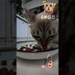 糖尿病猫咪 Mimi 的大餐时 间！🐟Diabetic Mimi’s Big t! 🐱 Jam Makan Mimi Kucing Diabetes! 🐾