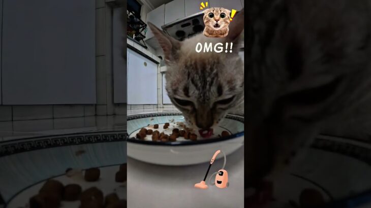 糖尿病猫咪 Mimi 的大餐时 间！🐟Diabetic Mimi’s Big t! 🐱 Jam Makan Mimi Kucing Diabetes! 🐾