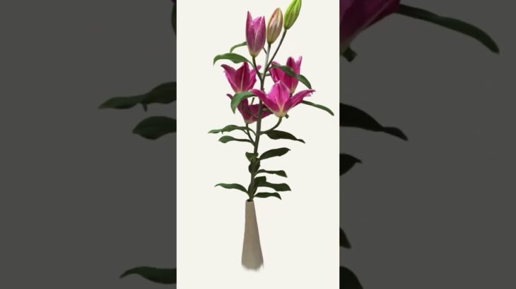 #NFT #ART #FLOWER #opensea #zora #hexa #openseanft #zoranft #nftcommunity #nftartist #nftcollections