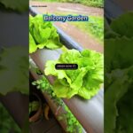 NFT balcony kitchen garden available contact us today 0706035470. #kitchengarden #urbanfarming