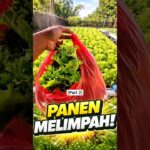 Panen Selada Hidroponik NFT: Hasilnya Segar & Renyah Banget! 🥬✨