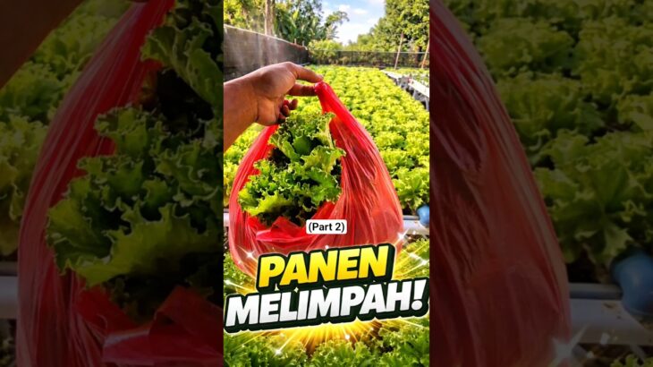 Panen Selada Hidroponik NFT: Hasilnya Segar & Renyah Banget! 🥬✨