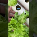 Pompa NFT Dimatiin Semalem Aman Gak?? #pompaair #pompahidroponik #pompacelup #pompaair