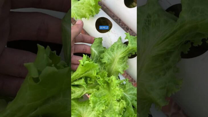 Pompa NFT Dimatiin Semalem Aman Gak?? #pompaair #pompahidroponik #pompacelup #pompaair