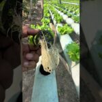 Producción de lechuga hidropónica bajo el sistema NFT #agro #hidroponía #lechuga #agricultura #viral