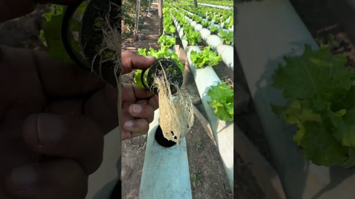 Producción de lechuga hidropónica bajo el sistema NFT #agro #hidroponía #lechuga #agricultura #viral
