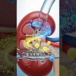 【医師解説】SGLT2阻害薬は糖尿病薬じゃない？心不全・腎臓を守る本当の効果と注意点