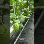 Satu tanaman melon bisa jadi berapa buah? #petanimelon #melonhidroponik #melonpremium #nft