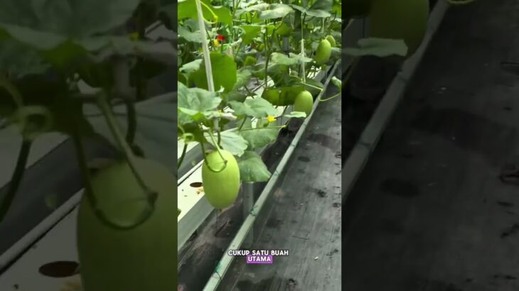 Satu tanaman melon bisa jadi berapa buah? #petanimelon #melonhidroponik #melonpremium #nft