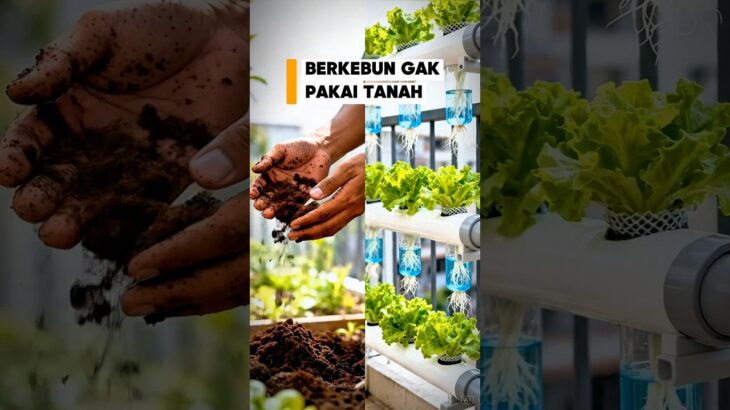 Sayur tanpa tanah? Yuk, intip sistem NFT sederhana di rumah! #panganmandiri #berkebun