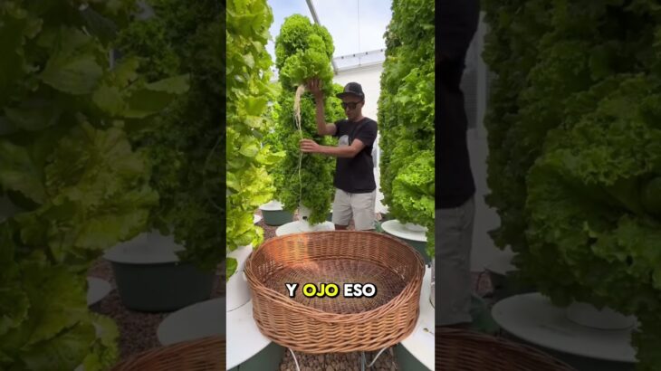 ¿Torre hidropónica o sistema NFT? 🌱