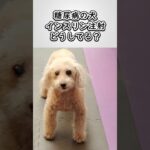 糖尿病わんこのインスリン注射　#わんこライフ日記（Wanko Life Diary） #トイプードル #愛犬 #糖尿病 #犬のいる生活