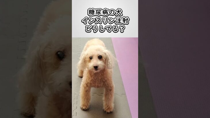 糖尿病わんこのインスリン注射　#わんこライフ日記（Wanko Life Diary） #トイプードル #愛犬 #糖尿病 #犬のいる生活