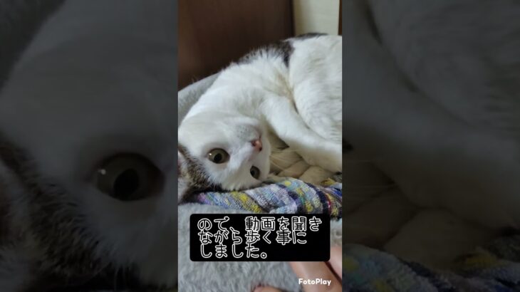 【糖尿病対策】「ネコが顔を洗うと雨が降る」は本当か？ #ウォーキング #散歩 #糖尿病 #ネコ #cat