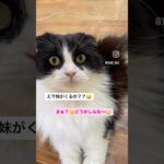 てんすけにやっと☘️春が？　#猫, #cat ,#猫糖尿病 ,#FIP ,#奇跡 ,#ハチワレ,