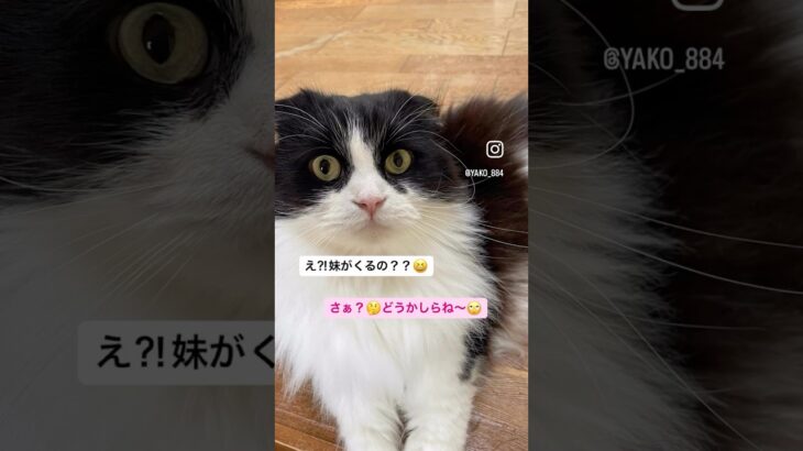 てんすけにやっと☘️春が？　#猫, #cat ,#猫糖尿病 ,#FIP ,#奇跡 ,#ハチワレ,