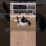 ちよちゃん、使い方を間違える！　#猫, #cat ,#猫糖尿病 ,#FIP ,#奇跡 ,ハチワレ,