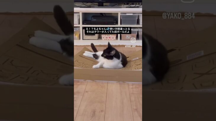 ちよちゃん、使い方を間違える！　#猫, #cat ,#猫糖尿病 ,#FIP ,#奇跡 ,ハチワレ,