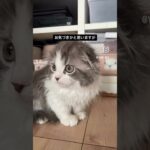 はじめまして。颯太です。　#猫, #cat ,#猫糖尿病 ,#FIP ,#奇跡 ,#ハチワレ,