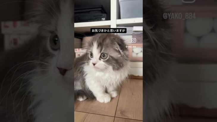 はじめまして。颯太です。　#猫, #cat ,#猫糖尿病 ,#FIP ,#奇跡 ,#ハチワレ,