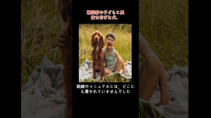 糖尿病の子どもに異変を告げた犬、訓練にない行動をとった理由#糖尿病の子ども #サービスドッグ #犬と子ども #感動する話 #盲導犬の絆#diabeticalertdog