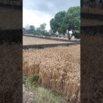 #edit #lifeisbutadream #ekmotahathighumechala #nft #digitalart #photoshop #drawing #art #memes