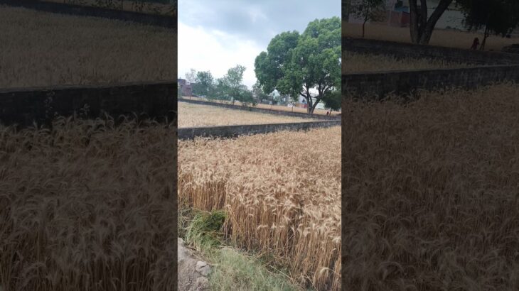 #edit #lifeisbutadream #ekmotahathighumechala #nft #digitalart #photoshop #drawing #art #memes