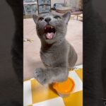【ロシアンブルー】めろんは今日も元気です🥹糖尿病の診断を受けてからも元気にしています🥰今日病院でお薬をもらって来ました。今晩から投薬開始です🥹【猫】#shorts