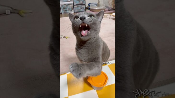 【ロシアンブルー】めろんは今日も元気です🥹糖尿病の診断を受けてからも元気にしています🥰今日病院でお薬をもらって来ました。今晩から投薬開始です🥹【猫】#shorts