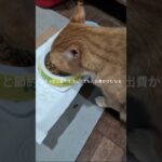 コチャピと節約生活してても出費かさむなぁ #糖尿病網膜症 #元野良猫