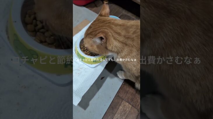 コチャピと節約生活してても出費かさむなぁ #糖尿病網膜症 #元野良猫