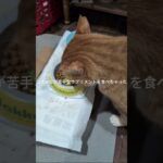 コチャピが苦手なサプリメントを食べちゃった #糖尿病網膜症 #元野良猫 #猫のいる暮らし