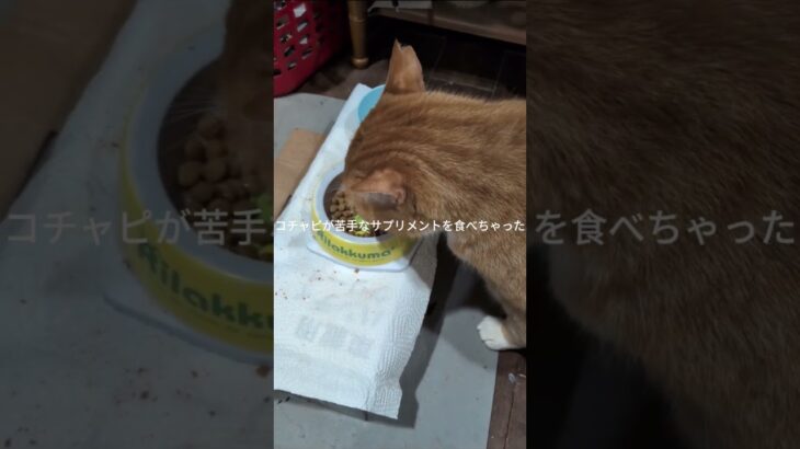 コチャピが苦手なサプリメントを食べちゃった #糖尿病網膜症 #元野良猫 #猫のいる暮らし